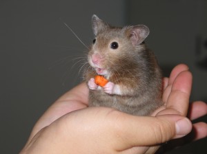 Hamster_in_hand