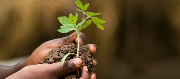 Growing-plant_mini