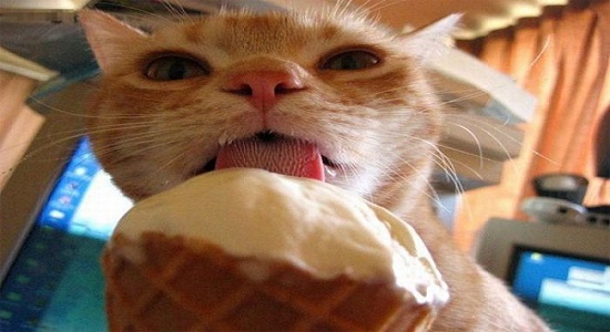 cat-icecream