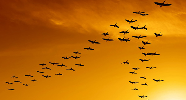 flock of migrating canada geese birds