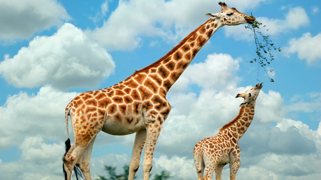 8767110-giraffe