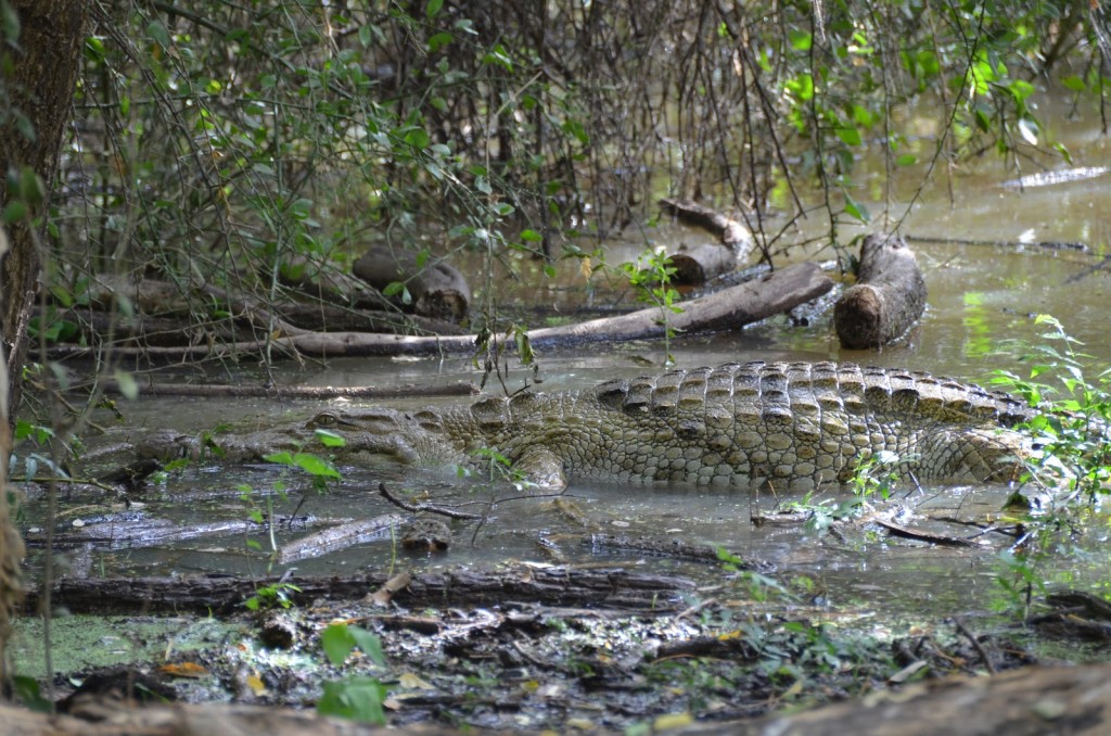 African crocodile Crocodiles eating crocodile Nile eggs crocodile great white shark vs crocodile death roll prehistoric crocodiles attacks news Nile crocodile eating Africa crocodile Nile crocodile pictures