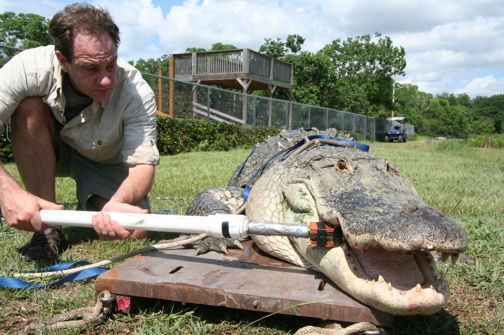 Erickson testing an alligator's bite force