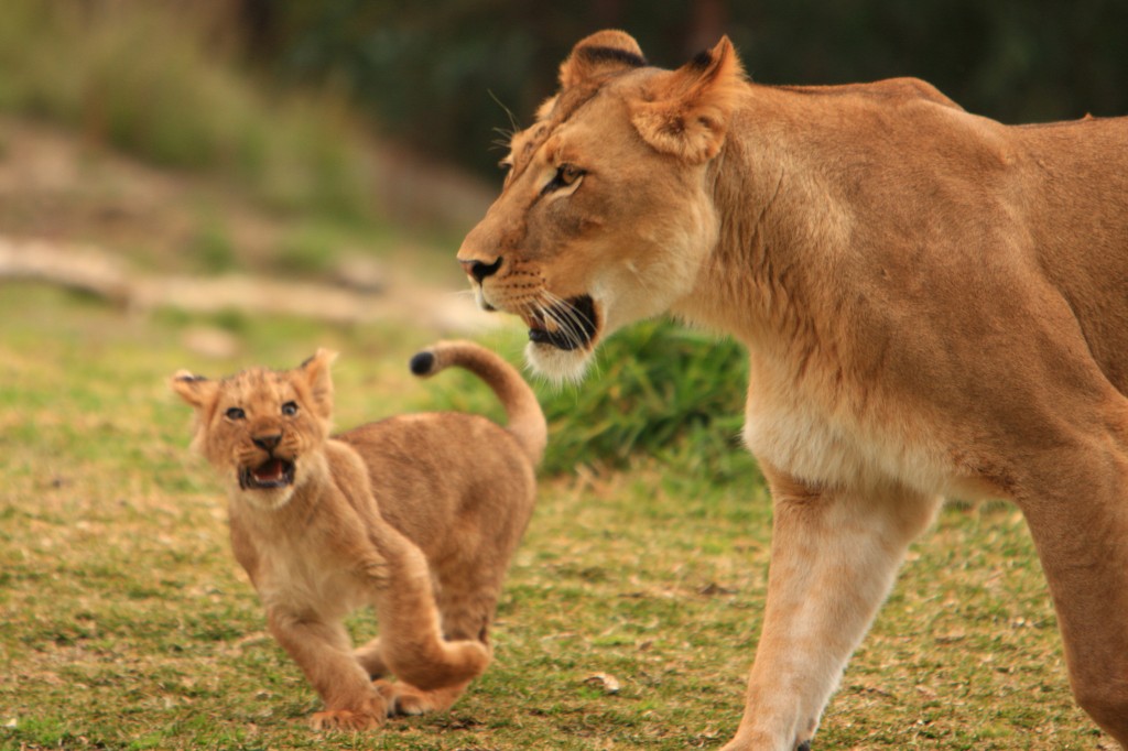 Lions_&_Lion_Cubs