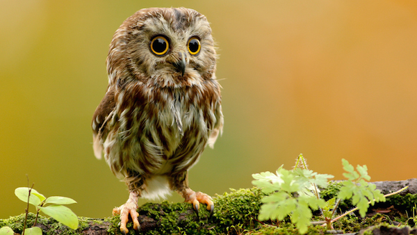 baby-owl