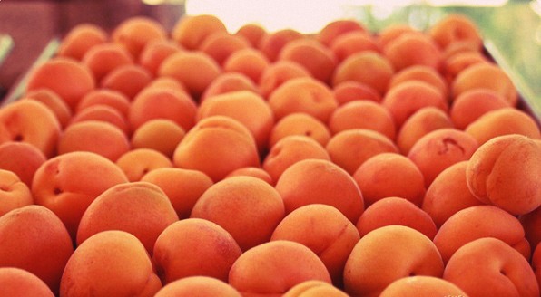 apricots