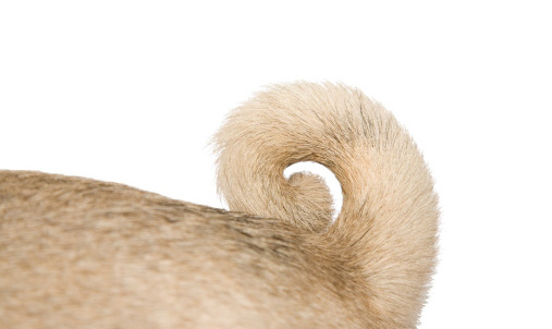 dog tail